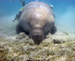 Dugong munching on sea grass. Canon Ixus85is, MWB, Inon w... by Keith Savill 